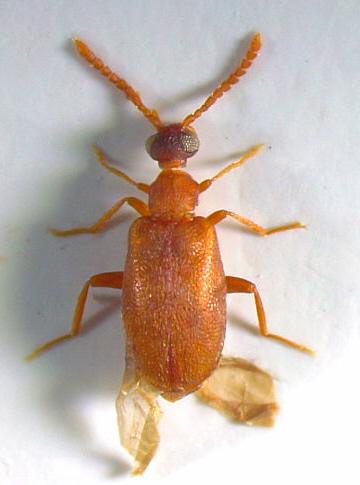 Aderus populneus